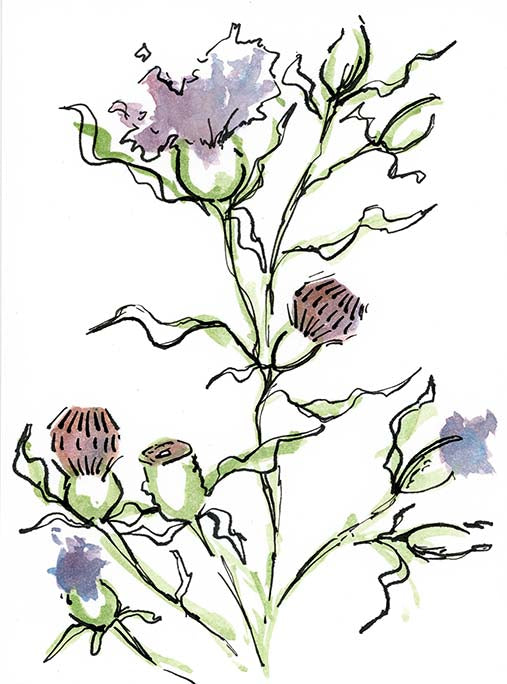 Thistle 1