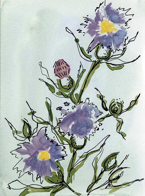 Thistle 3