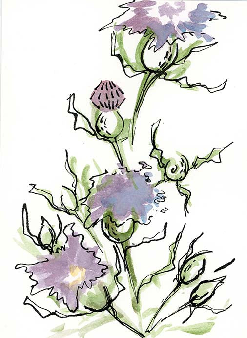 Thistle 2