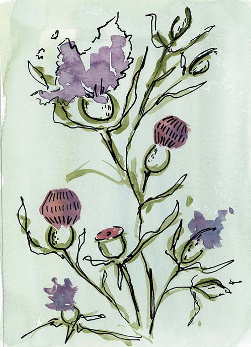 Thistle 4